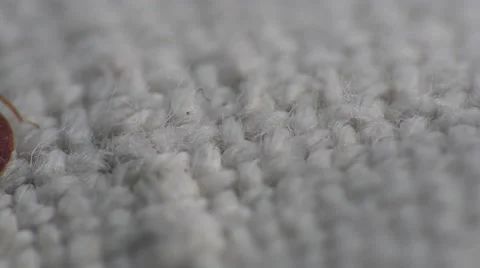 Bedbug insect parasite on the sheet in bed at night, macro Video stock 62275521