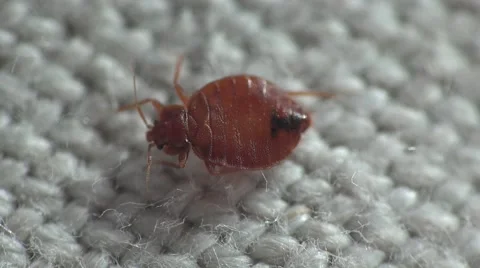 Bedbug insect parasite on the sheet in bed at night, macro Video stock 62275533
