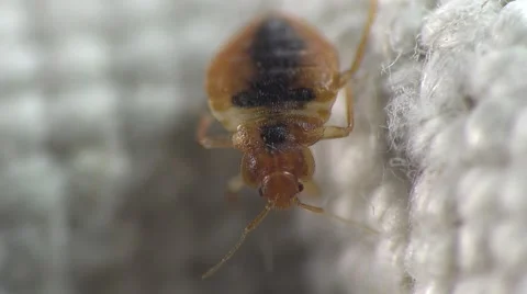 Bedbug insect parasite on the sheet in bed at night, macro Video stock 62275543