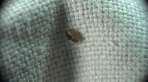 Bedbug insect parasite on the sheet in bed at night, macro Video stock 62275554