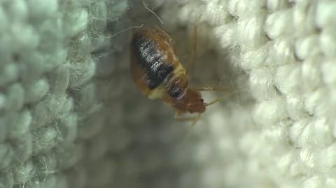 Bedbug insect parasite on the sheet in bed at night, macro Video stock 62275555