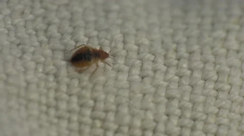Bedbug insect parasite on the sheet in bed at night, macro Video stock 62275556