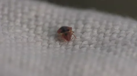 Bedbug insect parasite on the sheet in bed at night, macro Video stock 62275557