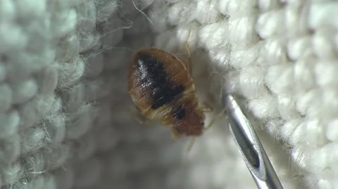 Bedbug insect parasite on the sheet in bed at night, macro Video stock 62275559