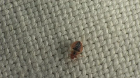 Bedbug insect parasite on the sheet in bed at night, macro Video stock 62275566