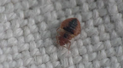 Bedbug insect parasite on the sheet in bed at night, macro Video stock 62275570
