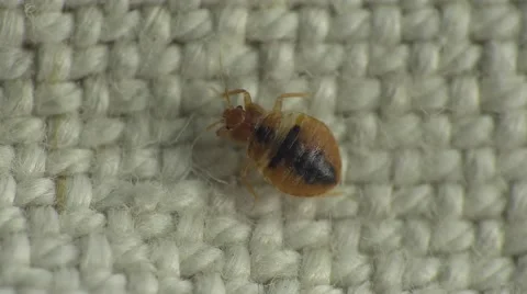 Bedbug insect parasite on the sheet in bed at night, macro Stock Footage