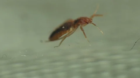 Bedbug insect parasite on the sheet in bed at night, macro Video stock 62275604
