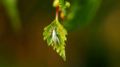 Bedbug larva close up Stock Footage 112879065