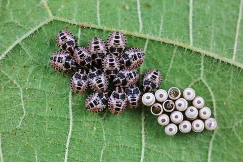 Bedbug larvae and eggshells on wild plants, North China Stock Photos