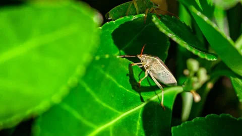 Bedbug on the leaf 2 Stock Footage 127719037