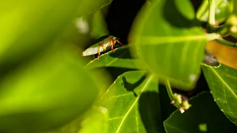 Bedbug on the leaf 3 Stock Footage 127717580