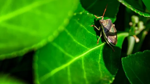 Bedbug on the leaf 4 Stock Footage 127718649