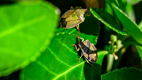 Bedbug on the leaf Stock Footage 127746449