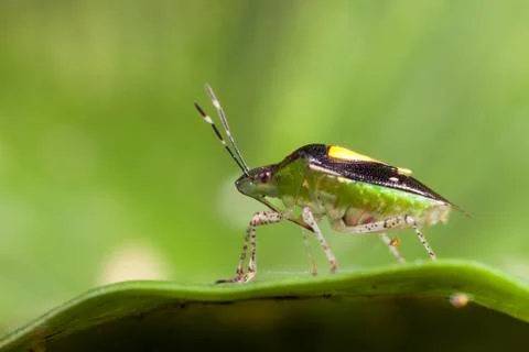 Bedbug on leaf Stock Photos