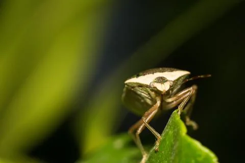Bedbug on leaf Stock Photos