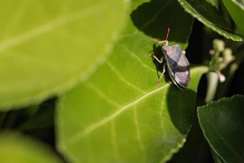  Bedbug on the leaves (Halyomorpha halys) in spring time, Image taken in m... Stock Photos