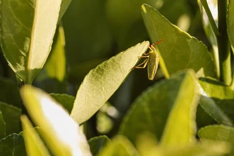  Bedbug on the leaves (Halyomorpha halys) in spring time, Image taken in m... Stock Photos