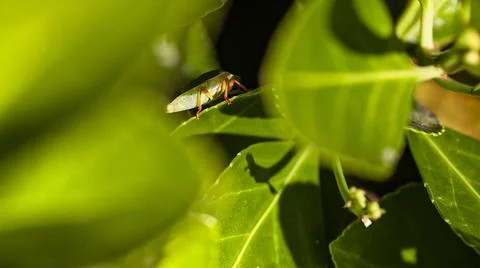  Bedbug on the leaves (Halyomorpha halys) in spring time, Image taken in m... Stock Photos