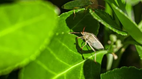  Bedbug on the leaves (Halyomorpha halys) in spring time, Image taken in m... Stock Photos