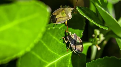  Bedbug on the leaves (Halyomorpha halys) in spring time, Image taken in m... Stock Photos