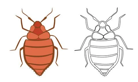 Bedbug or Cimex lectularius Vector Illustration Stock Illustration