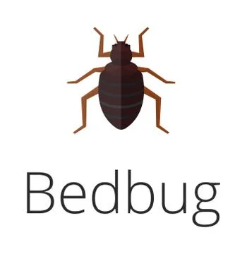 Bedbug parasite vector illustration Stock Illustration