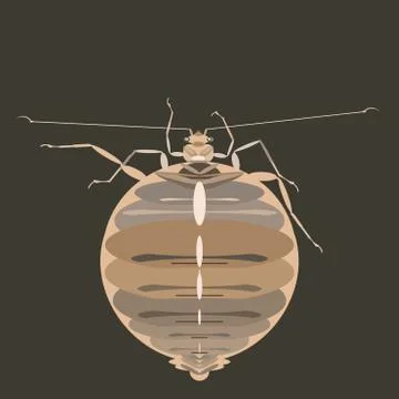 Bedbug is an unpleasant pest that drinks human blood. Stock Illustration