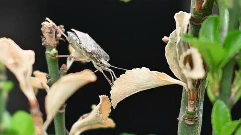 Bedbug walking on a green plant, over black background Stock Footage 205328398