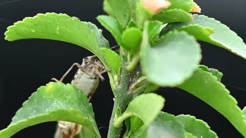 Bedbug walking on a green plant, over black background Stock Footage 205328477