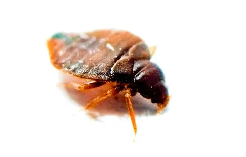 Bedbug on white background with selective focus Stock Photos