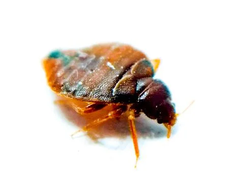 Bedbug on white background with selective focus Stock Photos