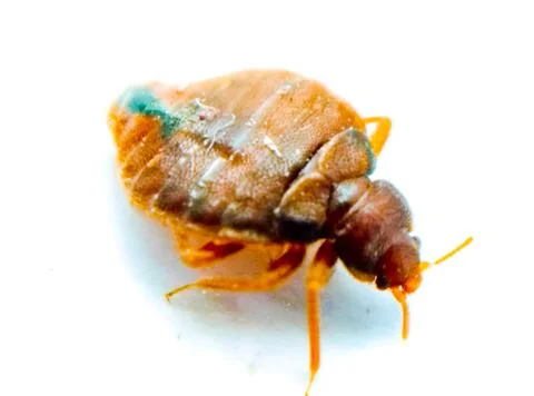 Bedbug on white background with selective focus Foto stock