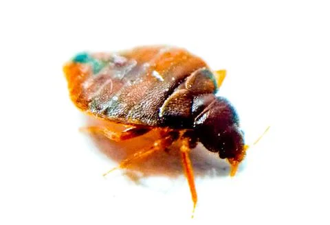 Bedbug on white background with selective focus Stock Photos