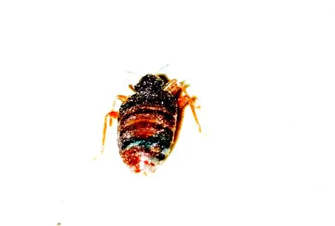 Bedbug on white background with selective focus Stock Photos