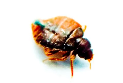 Bedbug on white background with selective focus Stock Photos