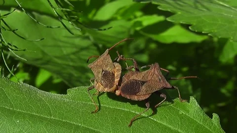 Bedbugs Coreus marginatus Stock Footage 160154313
