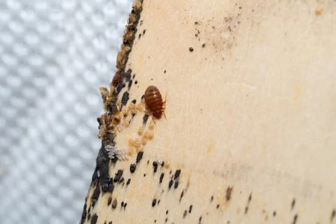 Bedbugs, eggs and Larvae found on a bed mattress Stock Photos