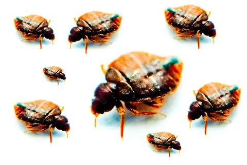 Bedbugs image with selective focus Foto stock