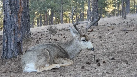 Bedded buck dying from CWD, Sick or Diseased Stock Footage 119081636