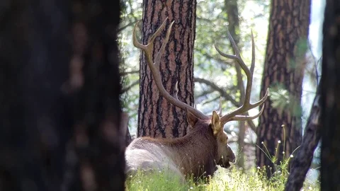 Bedded Bugling Bull In The Pines Stock Footage 96012959