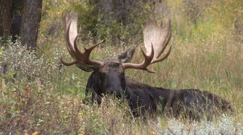 Bedded Bull Shiras Moose in the Fall Rut Stock-Footage 68982907