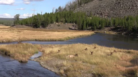 Bedded Elk Herd Along a River During the Fall Rut Stock-Footage 55770503