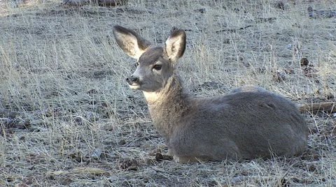 Bedded Fawn and Approaching Two Year Old Buck Stock Footage 49411100