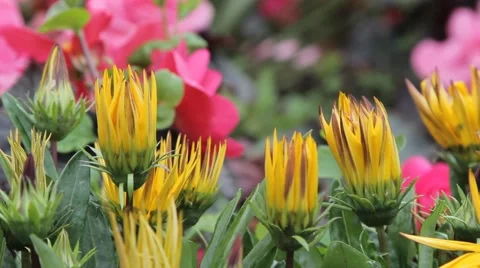 Bedded Flowers Abstract Bokeh Pull Focus Stock-Footage 41864201