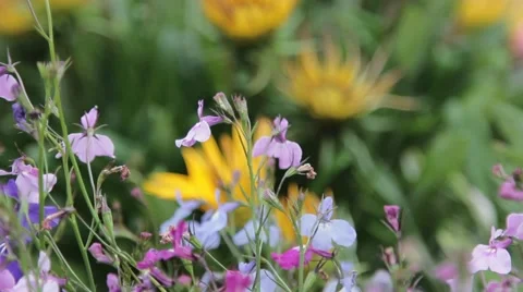 Bedded Flowers Large and Small Bokeh Pull Focus 動画素材 41864252