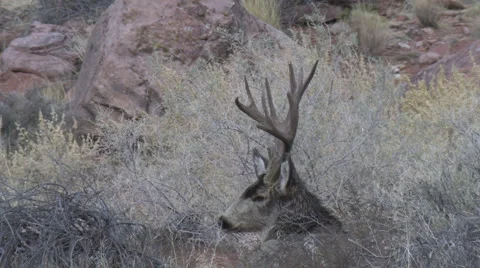 Bedded Mule Deer Buck in Rut Chewing His Cud Stock Footage 48832160