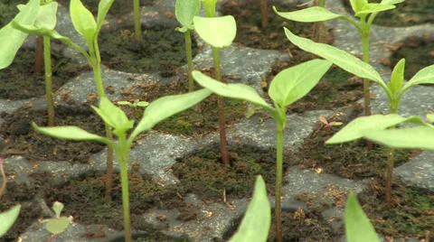Bedding pepper plant Stock Footage 39665453