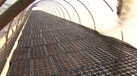 Bedding plant seedlings Vídeo Stock 47880185