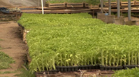 Bedding plants, nursery Stock Footage 39671144
